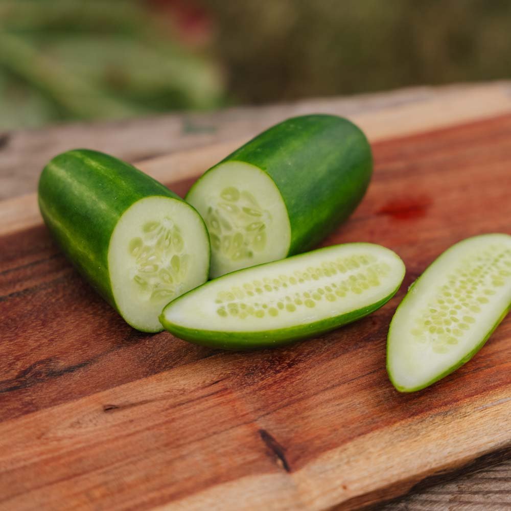 Schoolkomkommer 'Kaikura F1' - 5 biologische zaden