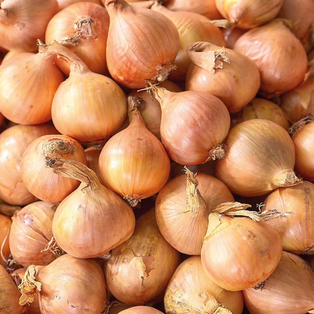 Sjalot 'Golden Gourmet'