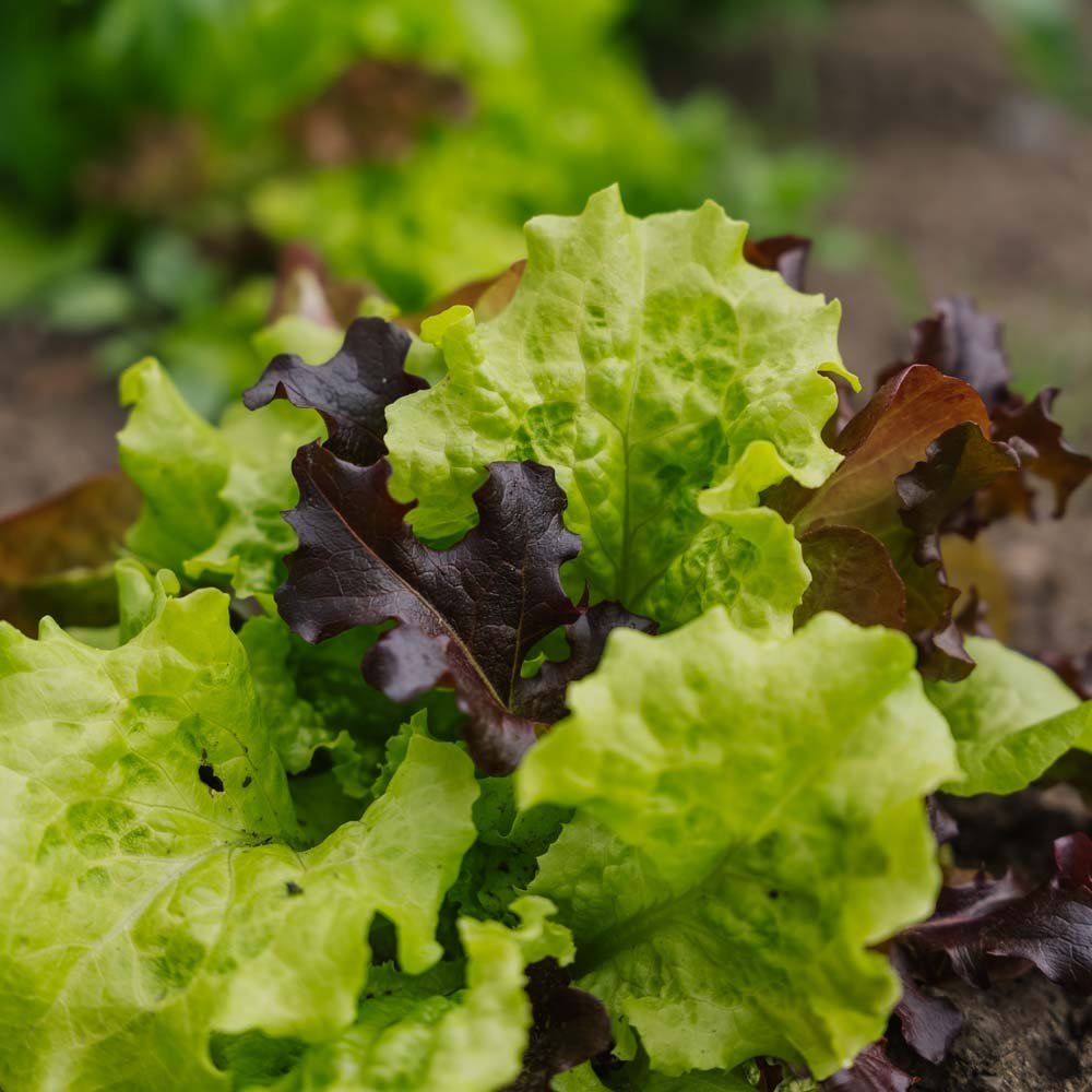 Slazaad 'Mesclun' - 140 biologische zaden