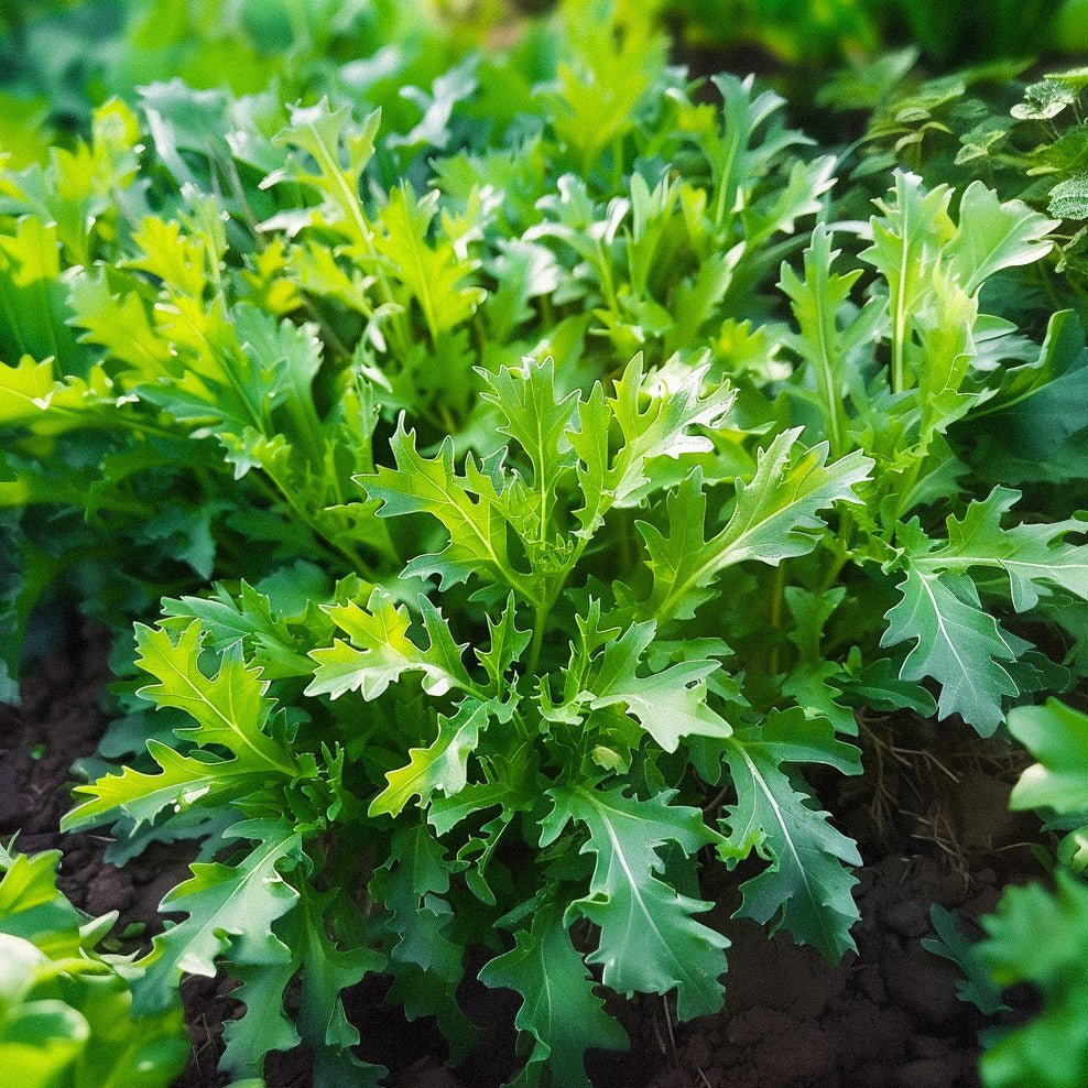 Slazaad 'Mizuna' - 100 biologische zaden