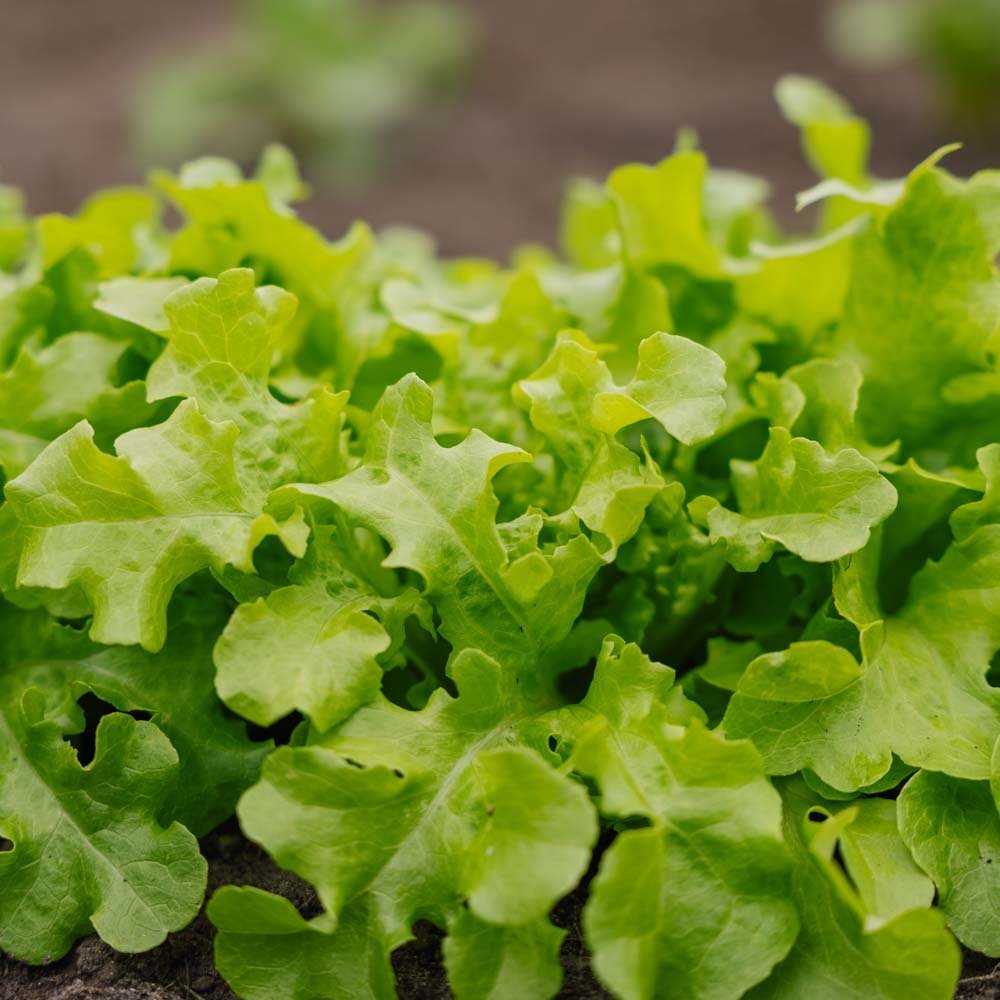 Slazaad 'Salad Bowl' - 100 biologische zaden