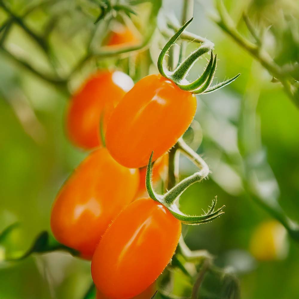 Snacktomaat zaden 'Ormato' - 10 biologische zaden