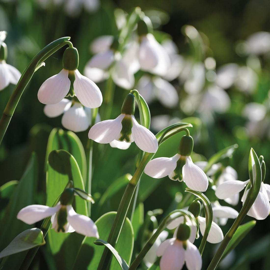 Sneeuwklokje, Galanthus 'Beluga'