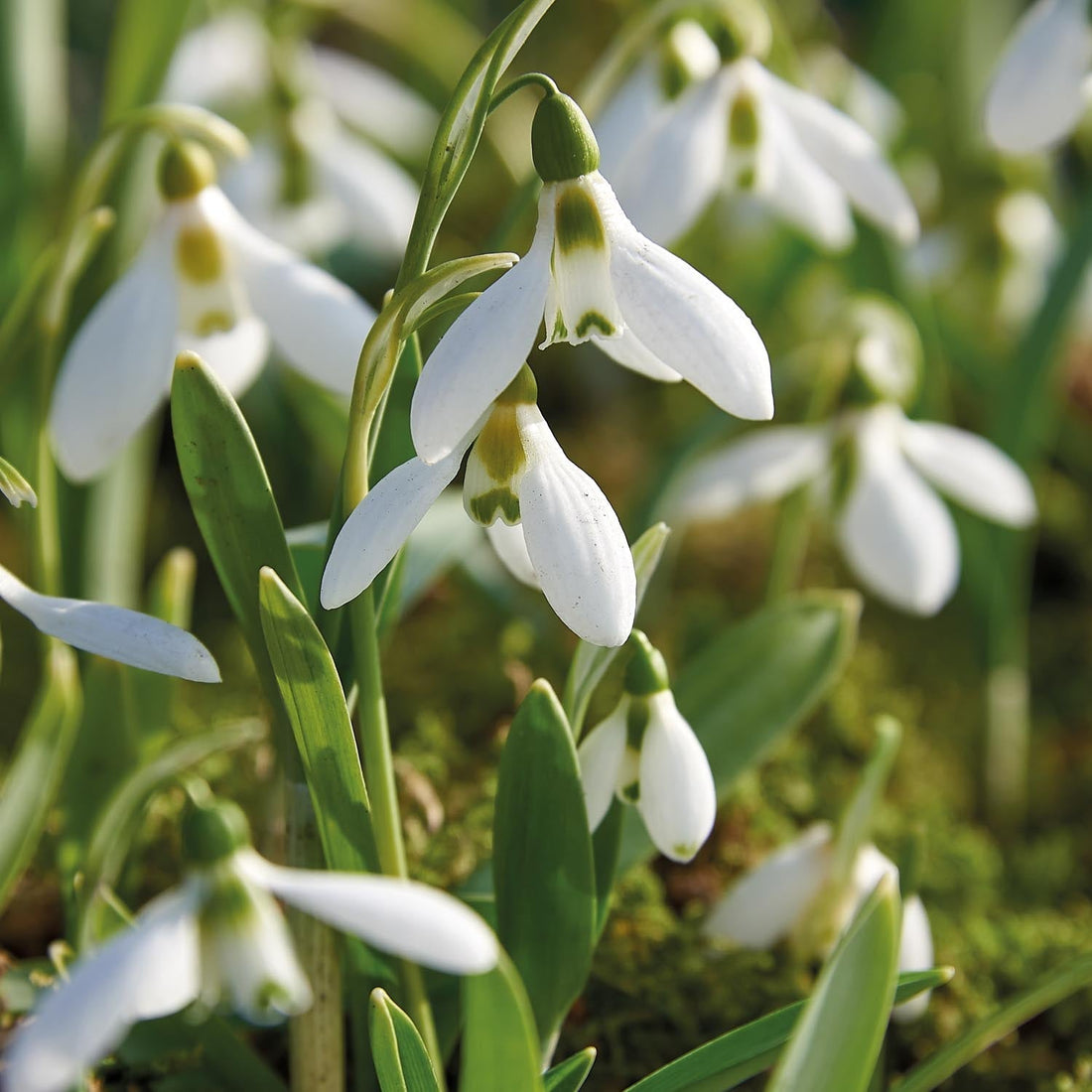 Sneeuwklokje, Galanthus 'Elwesii'