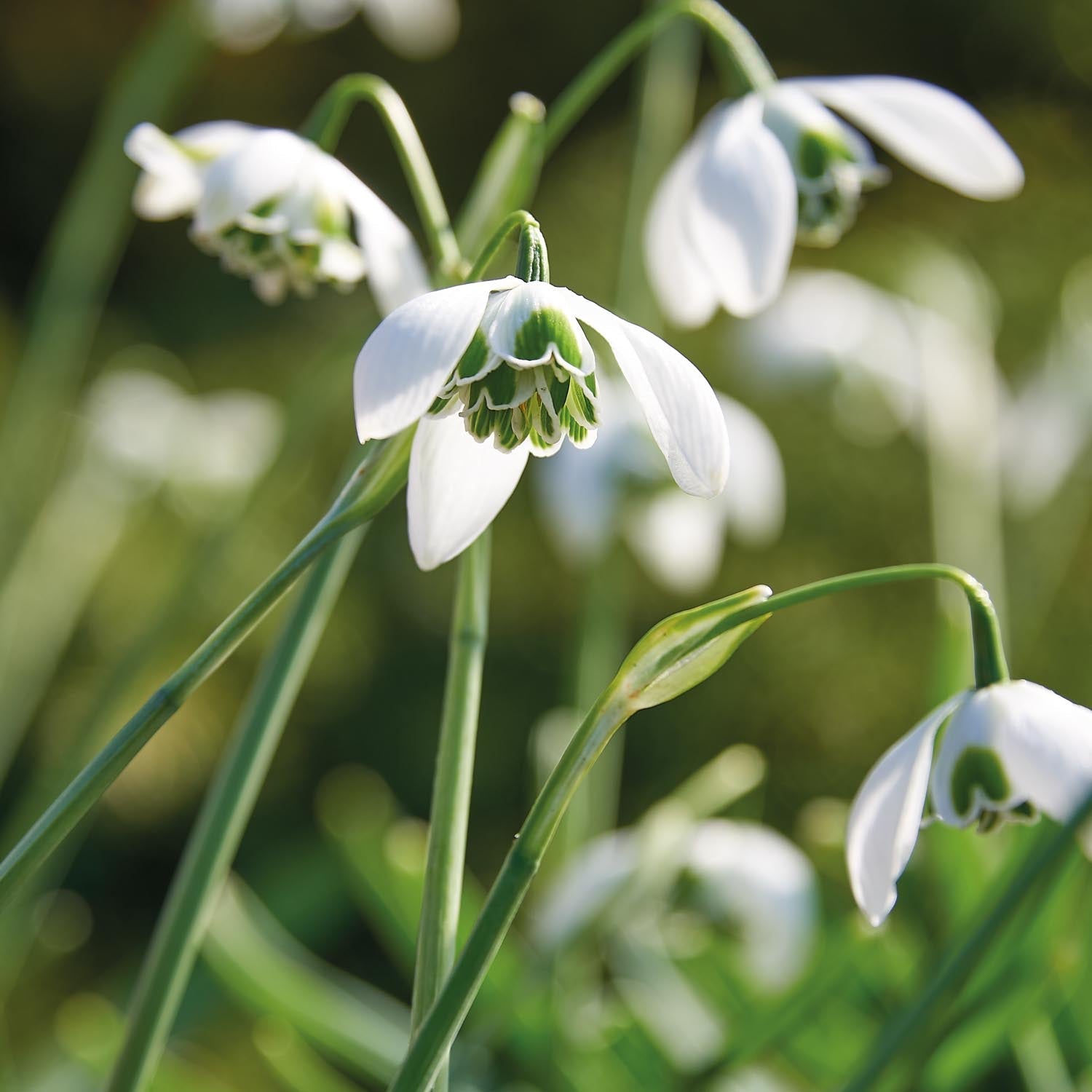 Sneeuwklokje, Galanthus 'Hippolyta'