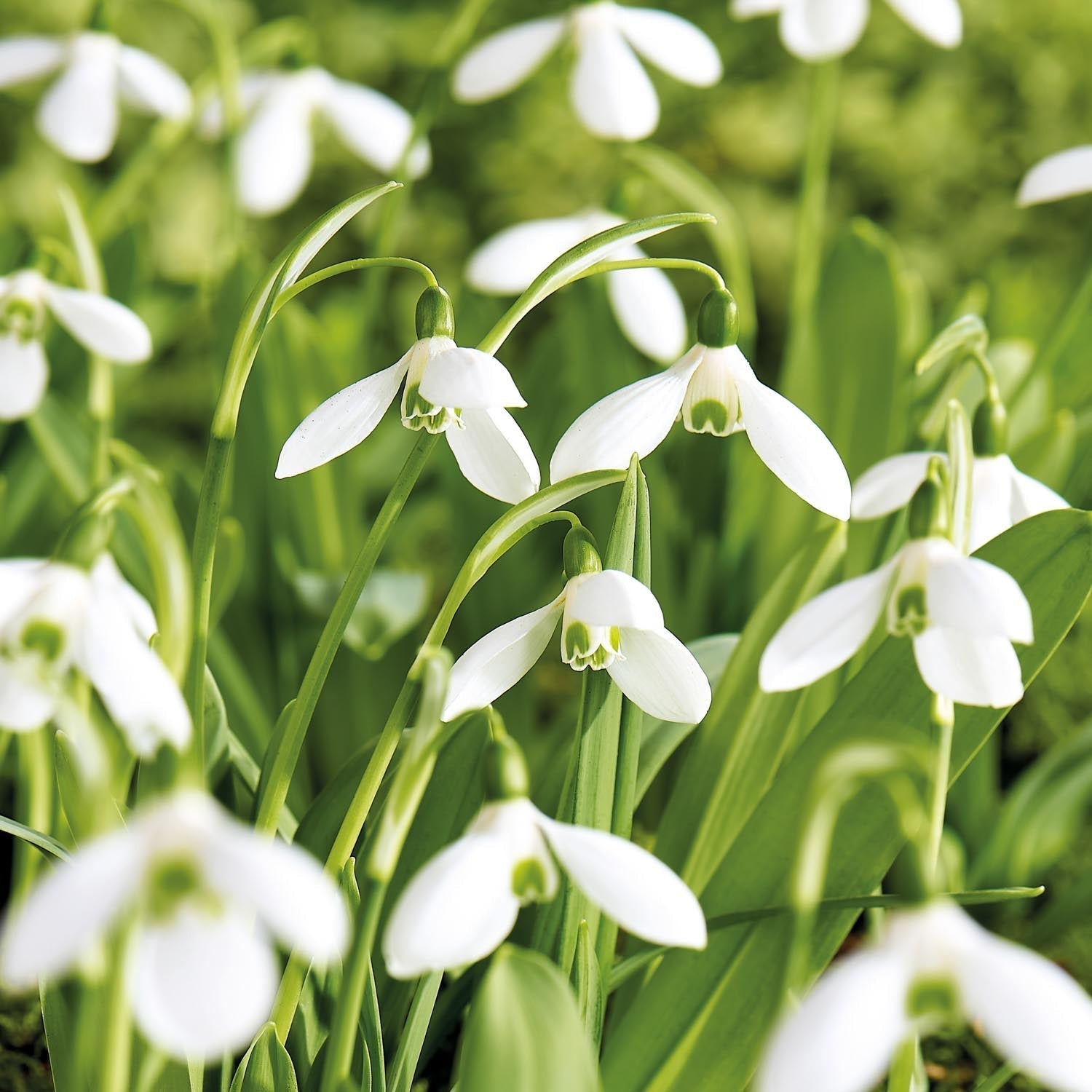 Sneeuwklokje, Galanthus 'Mount Everest'