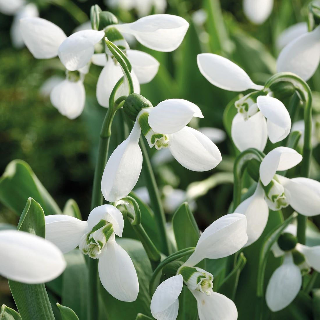 Sneeuwklokje, Galanthus 'Polar Bear'