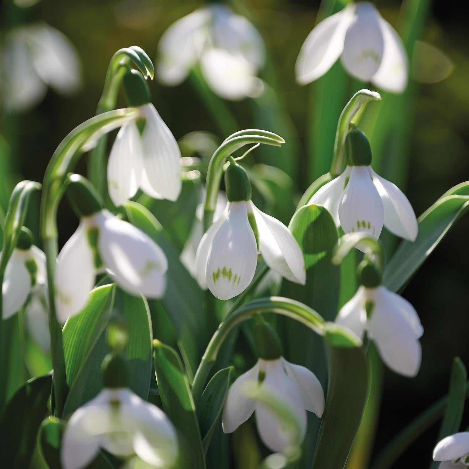 Sneeuwklokje, Galanthus 'Snow Fox'