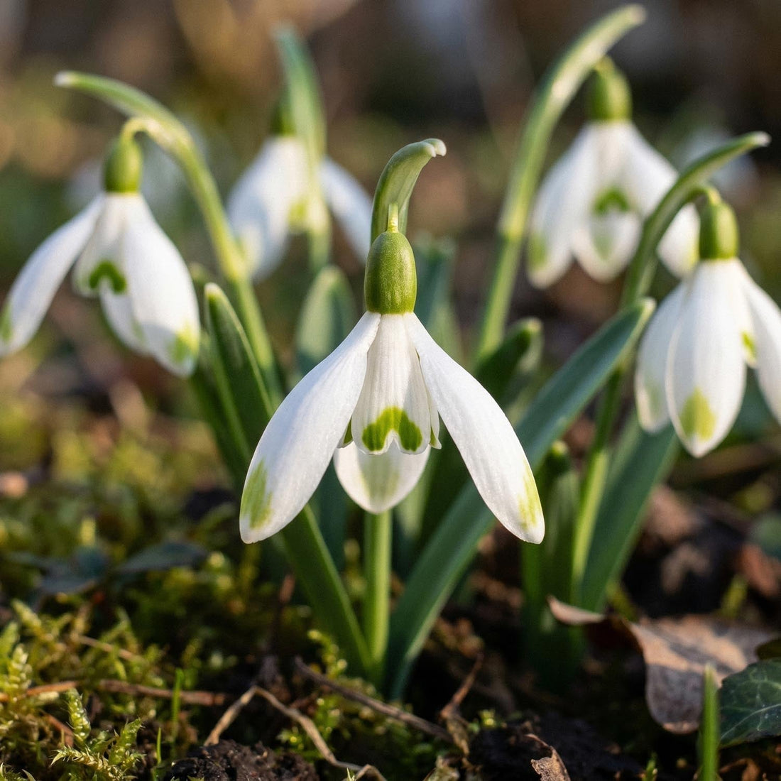 Sneeuwklokje, Galanthus 'Viridapice'