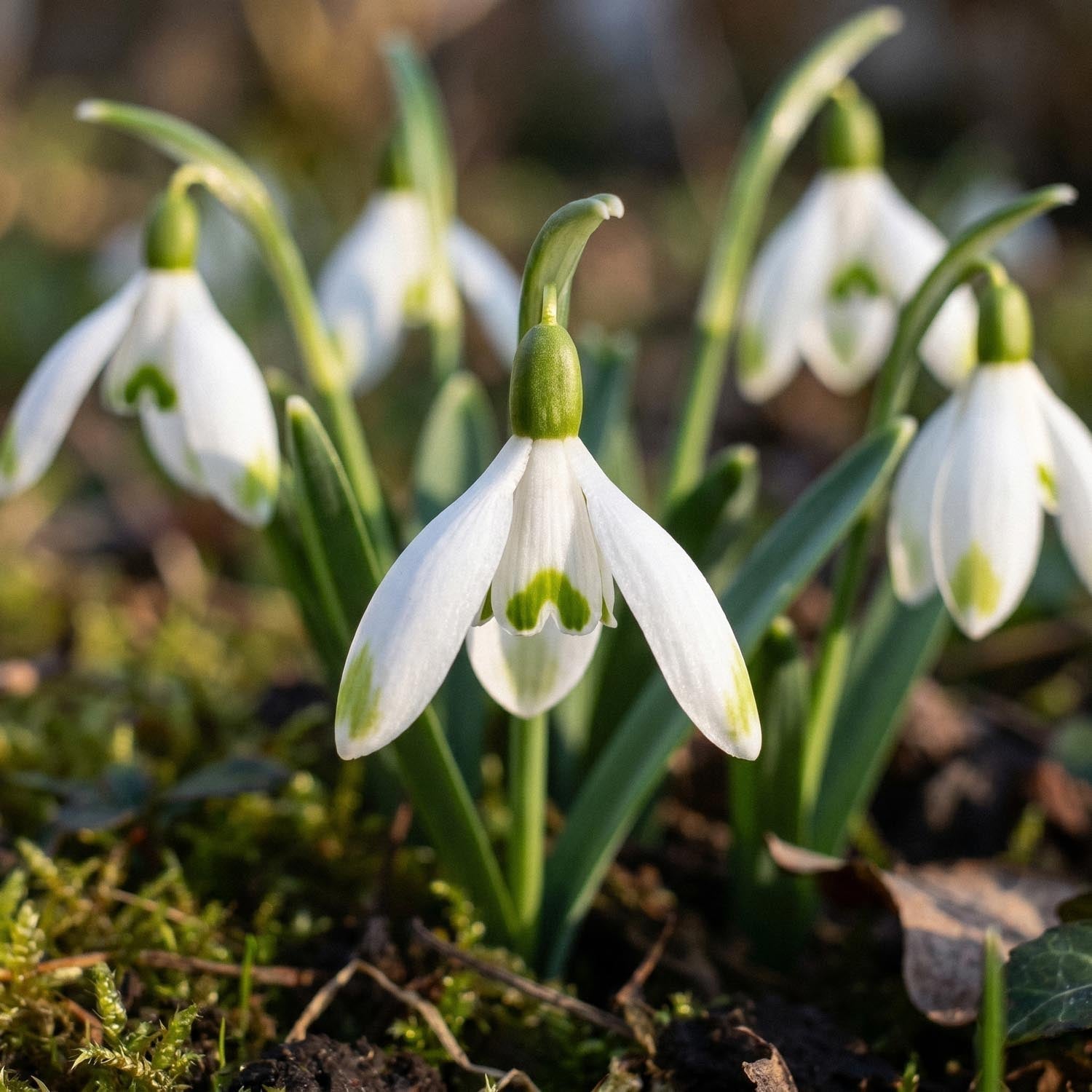 Sneeuwklokje, Galanthus 'Viridapice'
