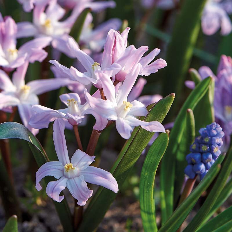 Sneeuwroem 'Pink Giant'