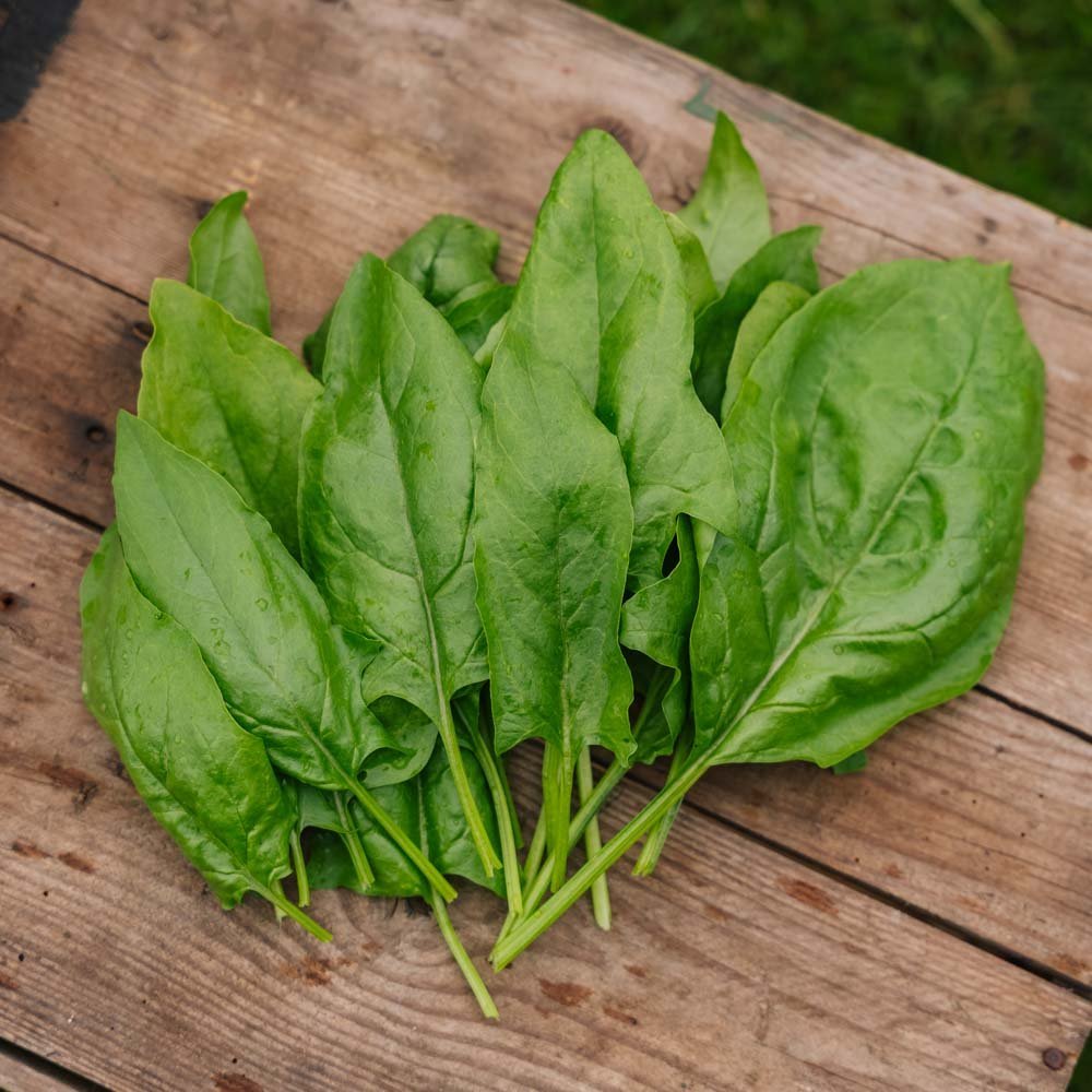 Spinazie zaden 'Early Giant Leaf' - 125 biologische zaden