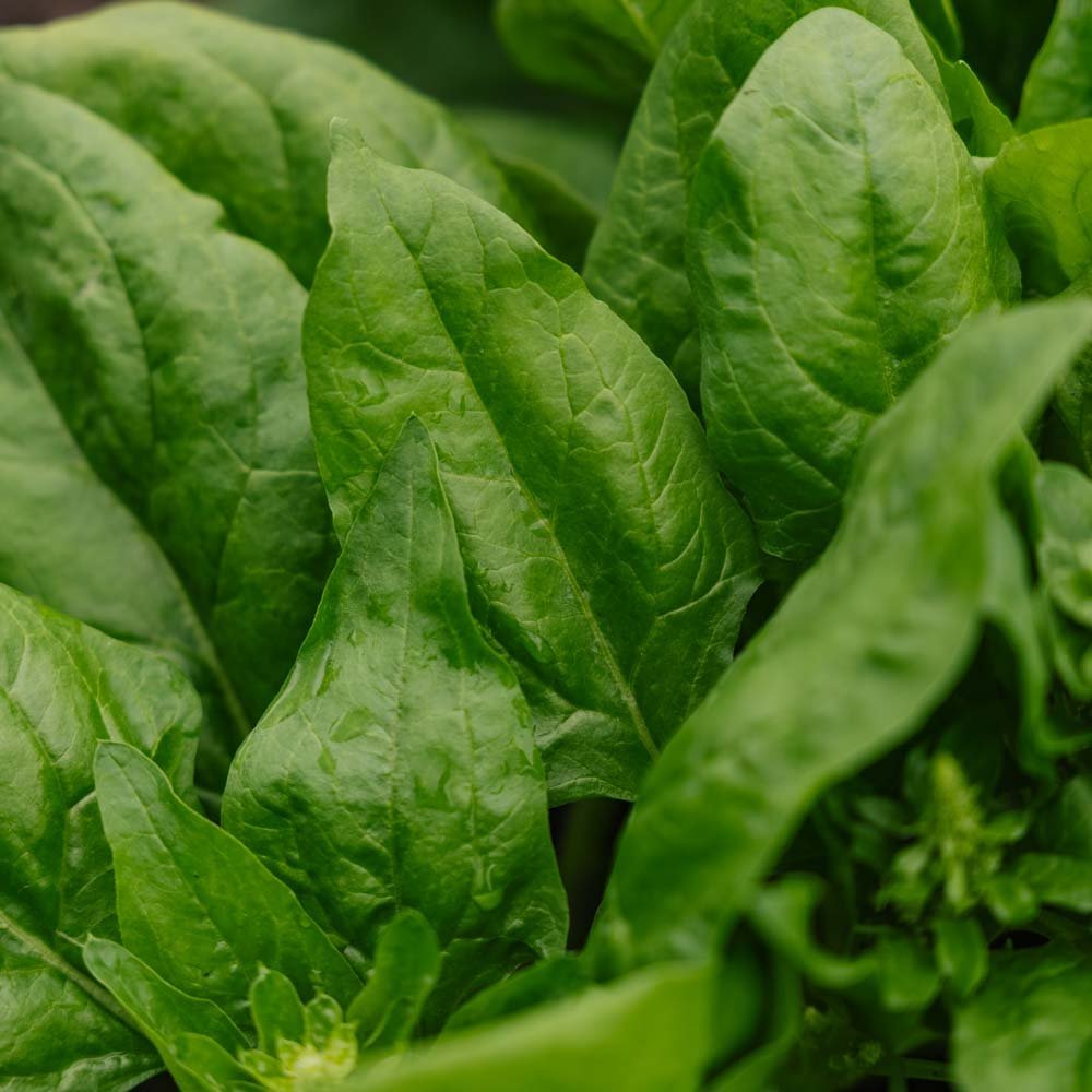 Spinazie zaden 'Winter Giant' - 200 biologische zaden