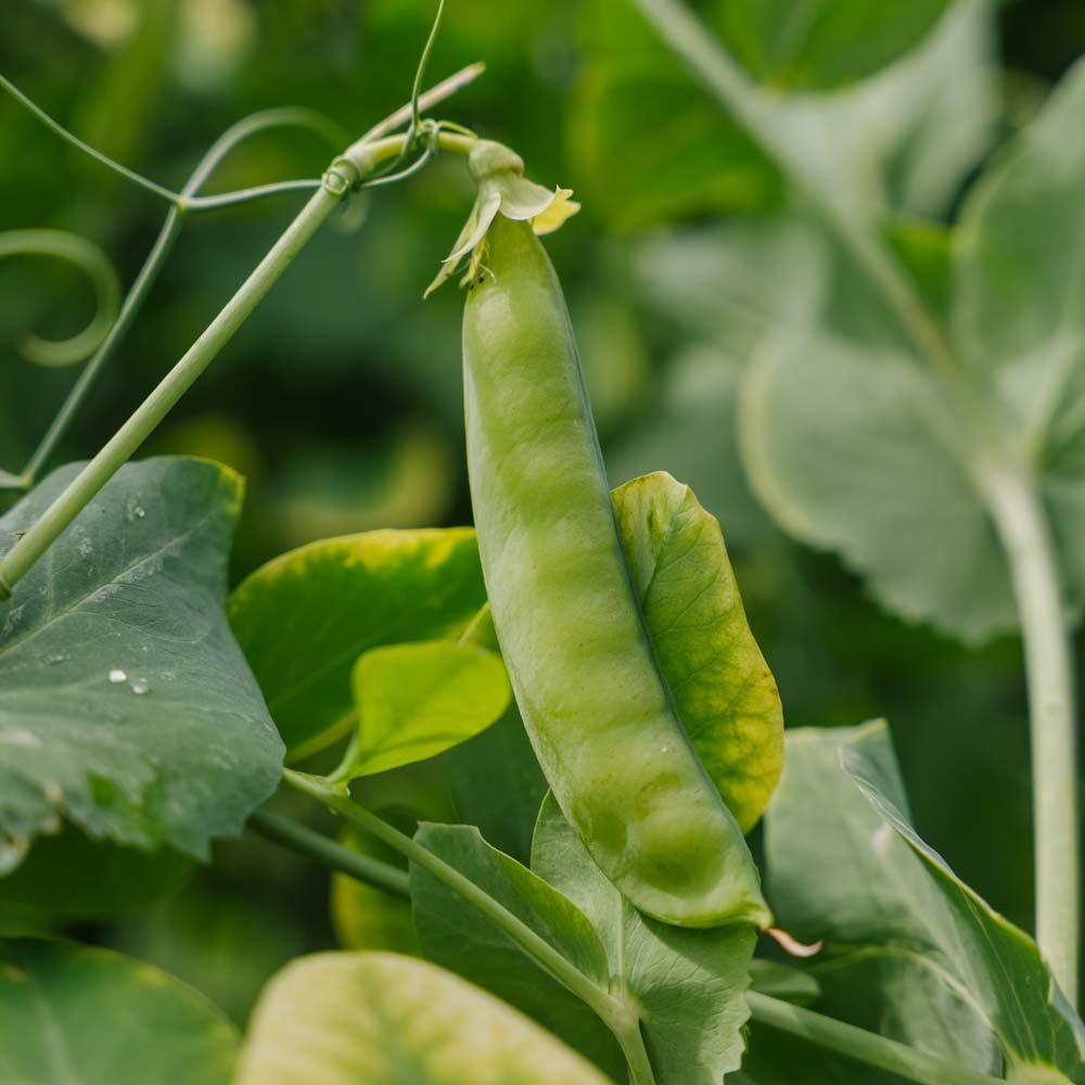 Suikererwtenzaden 'Heraut' - 20 biologische zaden