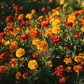Tagetes zaden 'Franse Goudsbloem, gemengd' - 75 biologische zaden