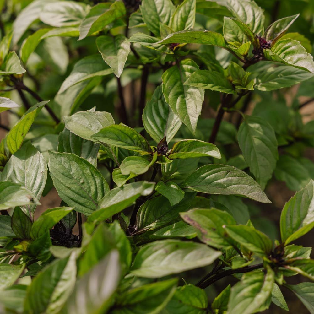 Thaise basilicum zaden - 50 biologische zaden