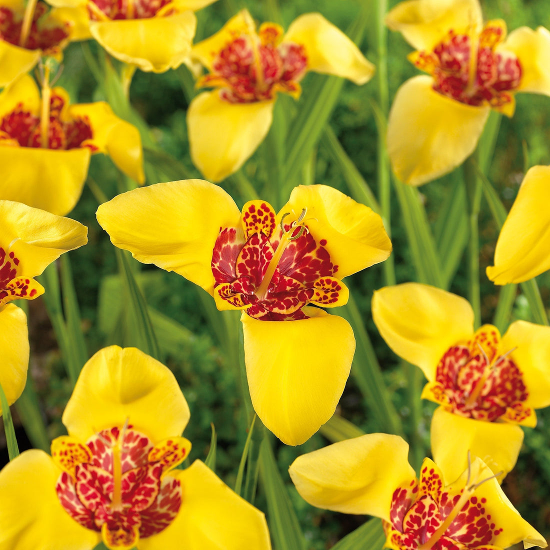 Tijgerbloem, Tigridia 'Aurea'