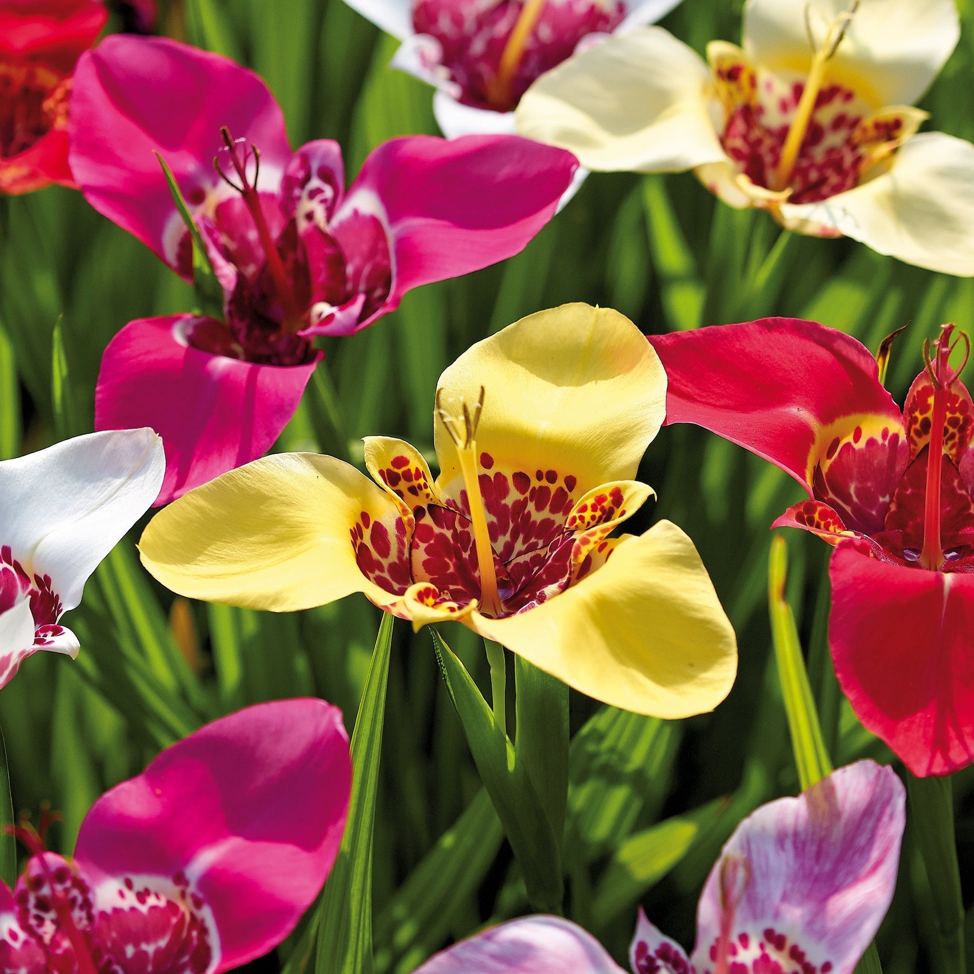Tijgerbloem, Tigridia 'Pavonia Mixed'