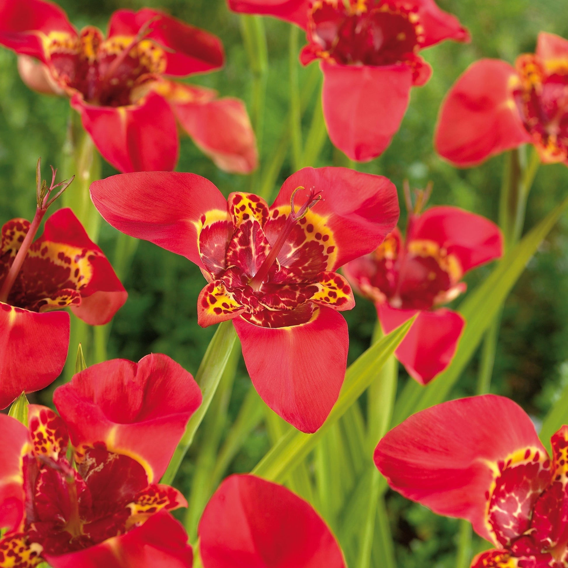 Tijgerbloem, Tigridia 'Red'