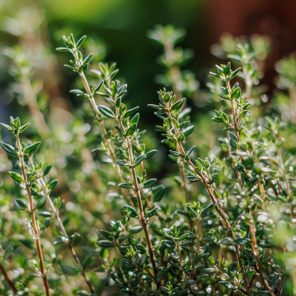 Tijmzaden 'Duitse Winter' - 300 biologische zaden