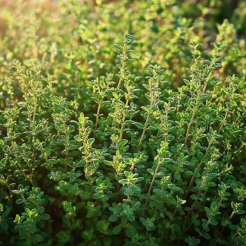 Tijmzaden 'Duitse Winter' - 300 biologische zaden