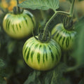 Tomatenzaden 'Green Zebra' - 15 biologische zaden