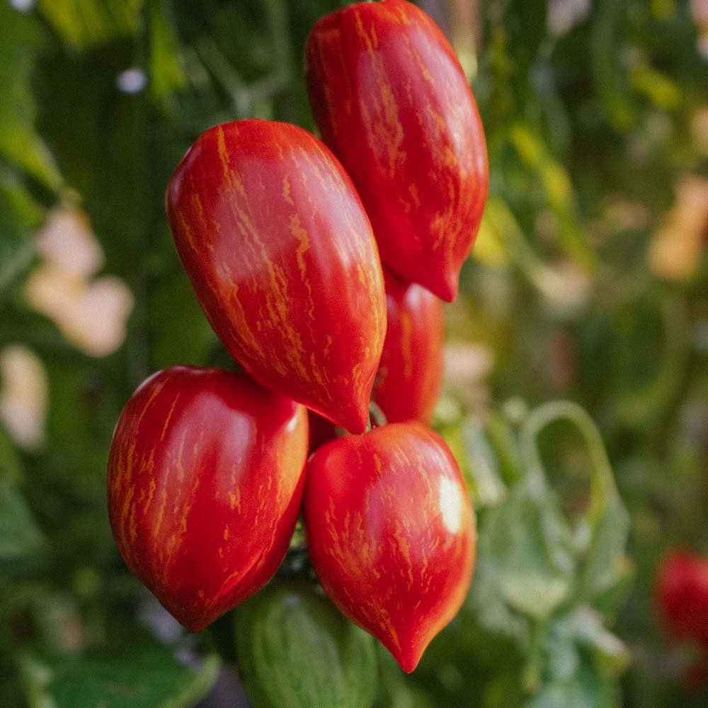 Tomatenzaden 'Marmorossa' - 10 biologische zaden