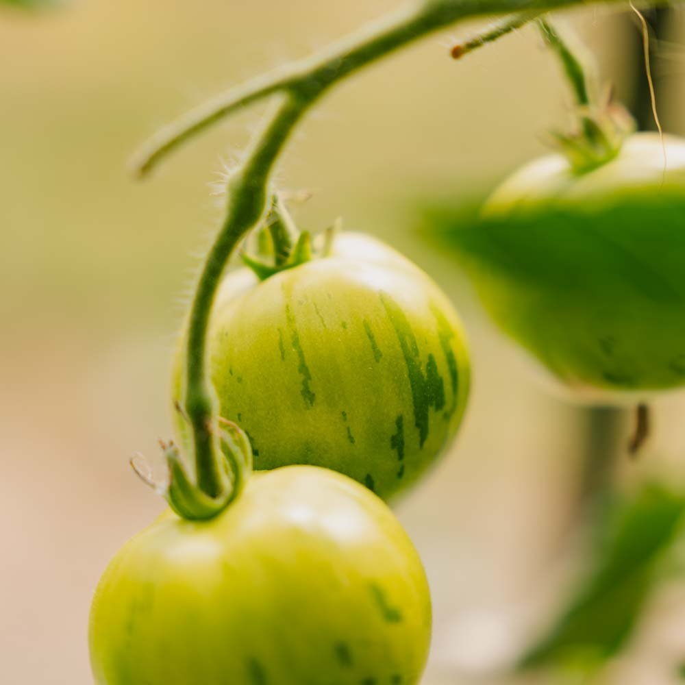 Tomatenzaden 'Tigerella Bicolore' - 40 biologische zaden