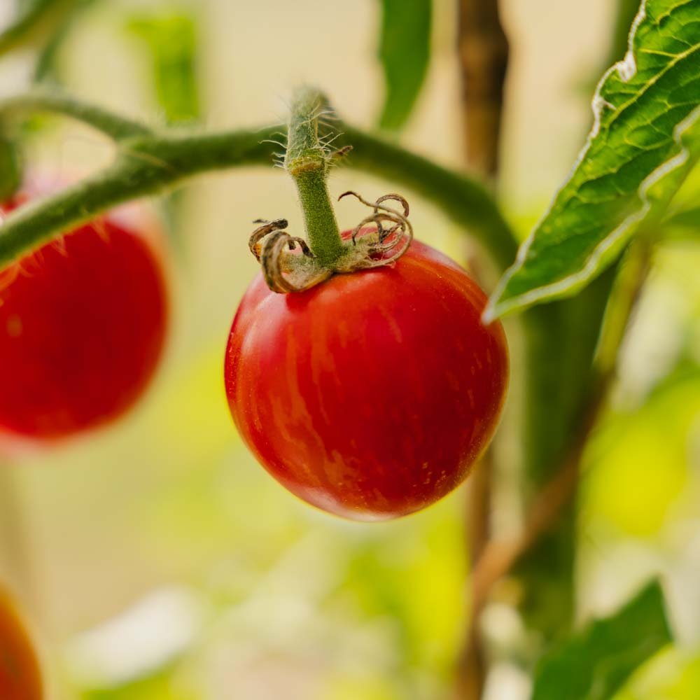 Tomatenzaden 'Tigerella Bicolore' - 40 biologische zaden