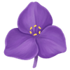 Tradescantia wortelstokken / Vaderplant