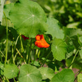 Tropaeolum majus zaden - 8 biologische zaden