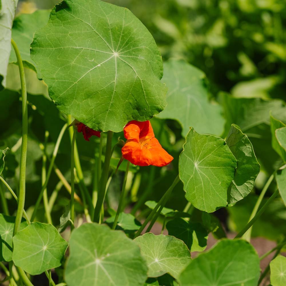 Tropaeolum majus zaden - 8 biologische zaden