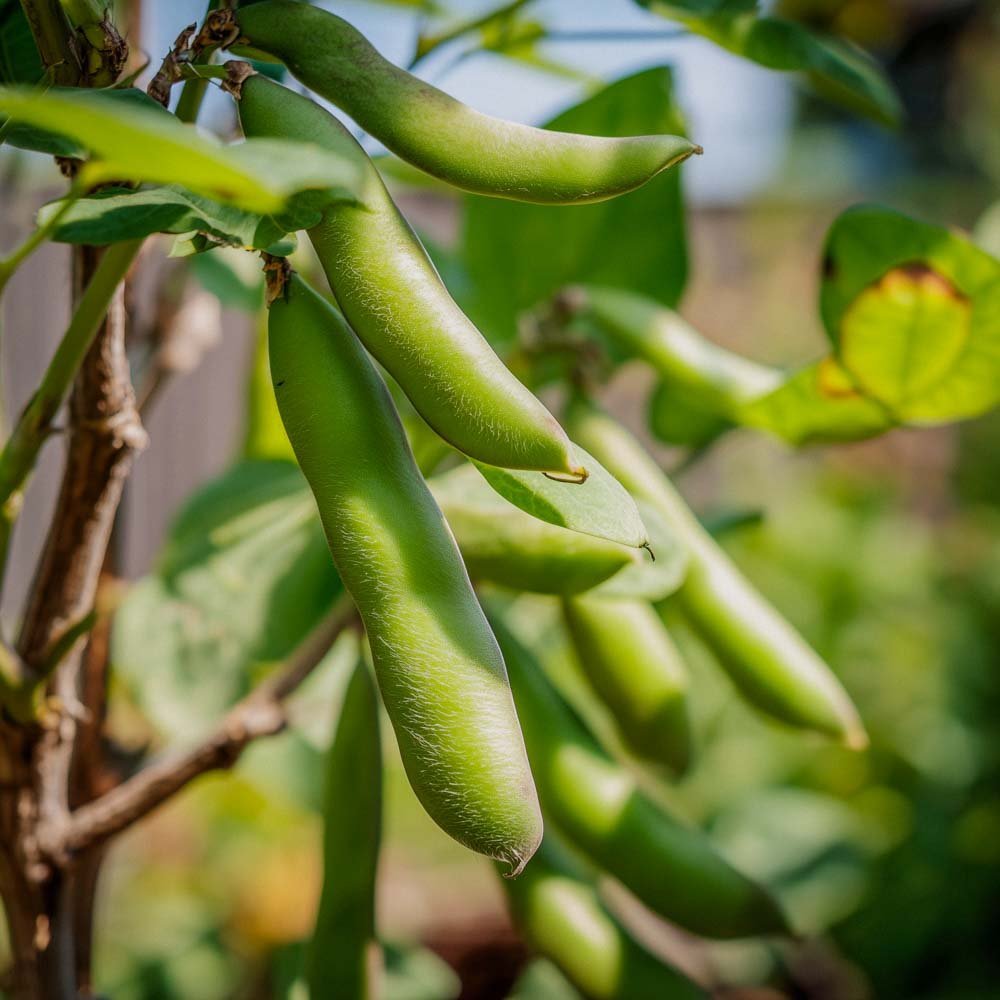 Tuinbonenzaden 'Eleonora' - 5 biologische zaden