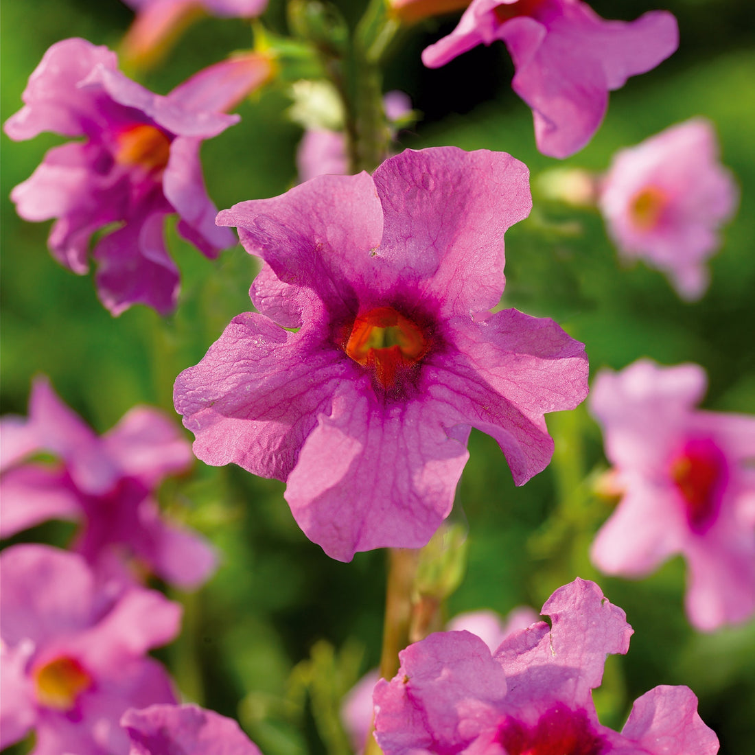 Tuingloxinia, Incarvillea delavayi 'Pink'