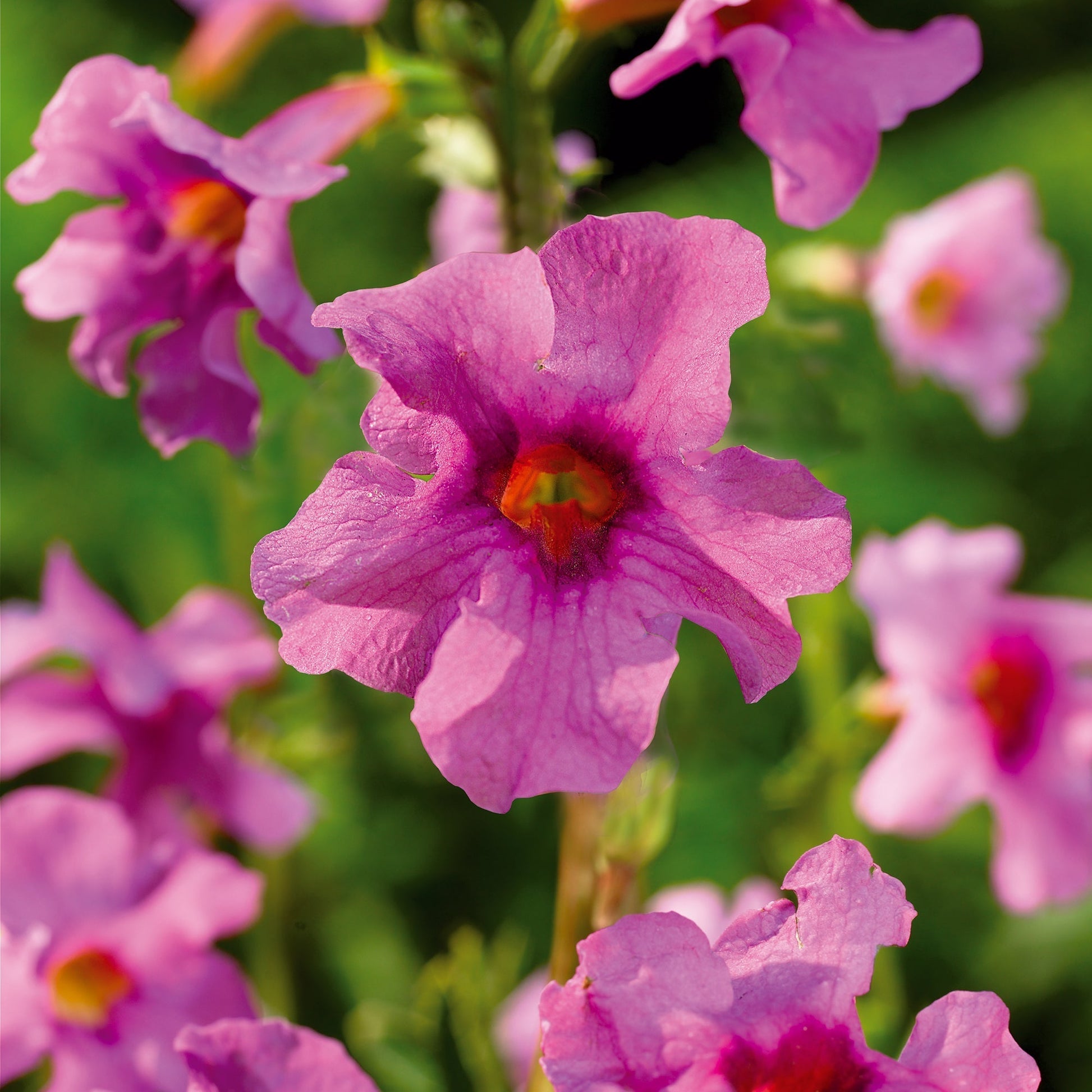 Tuingloxinia, Incarvillea delavayi 'Pink'