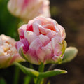 Løglasagne 'Flamingo Dance'
