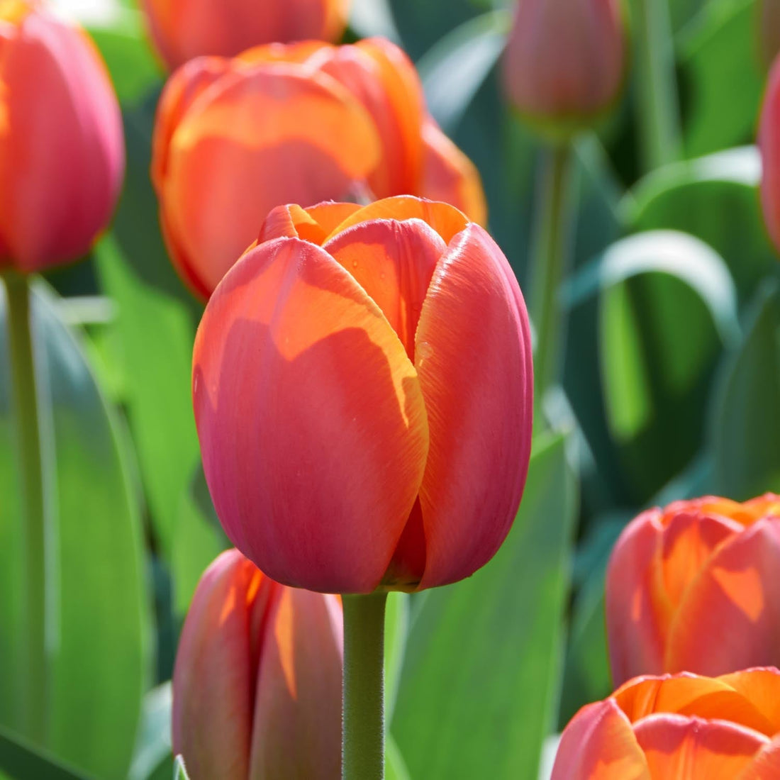 Tulp 'Ad Rem'