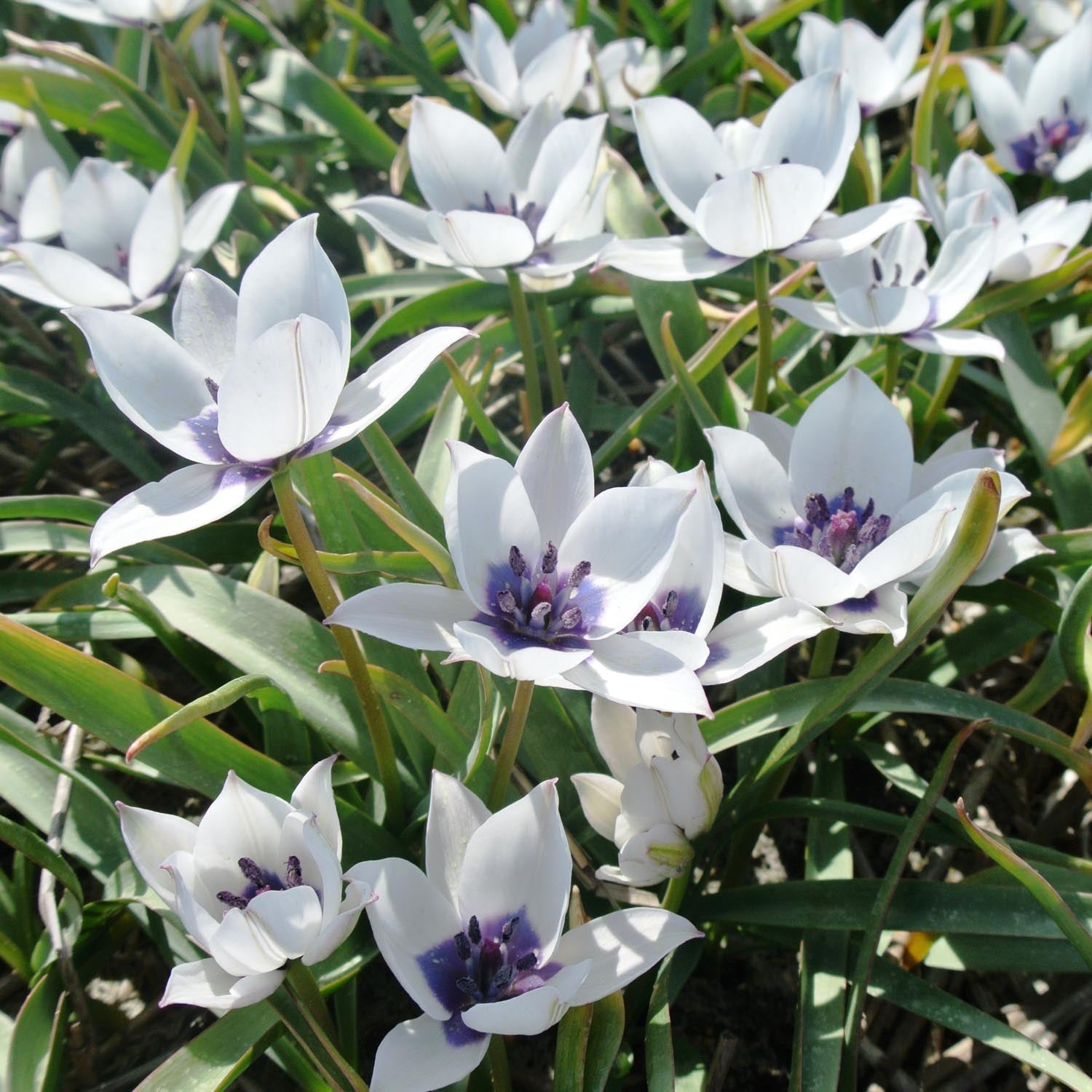 Tulp 'Albo Caerulea'