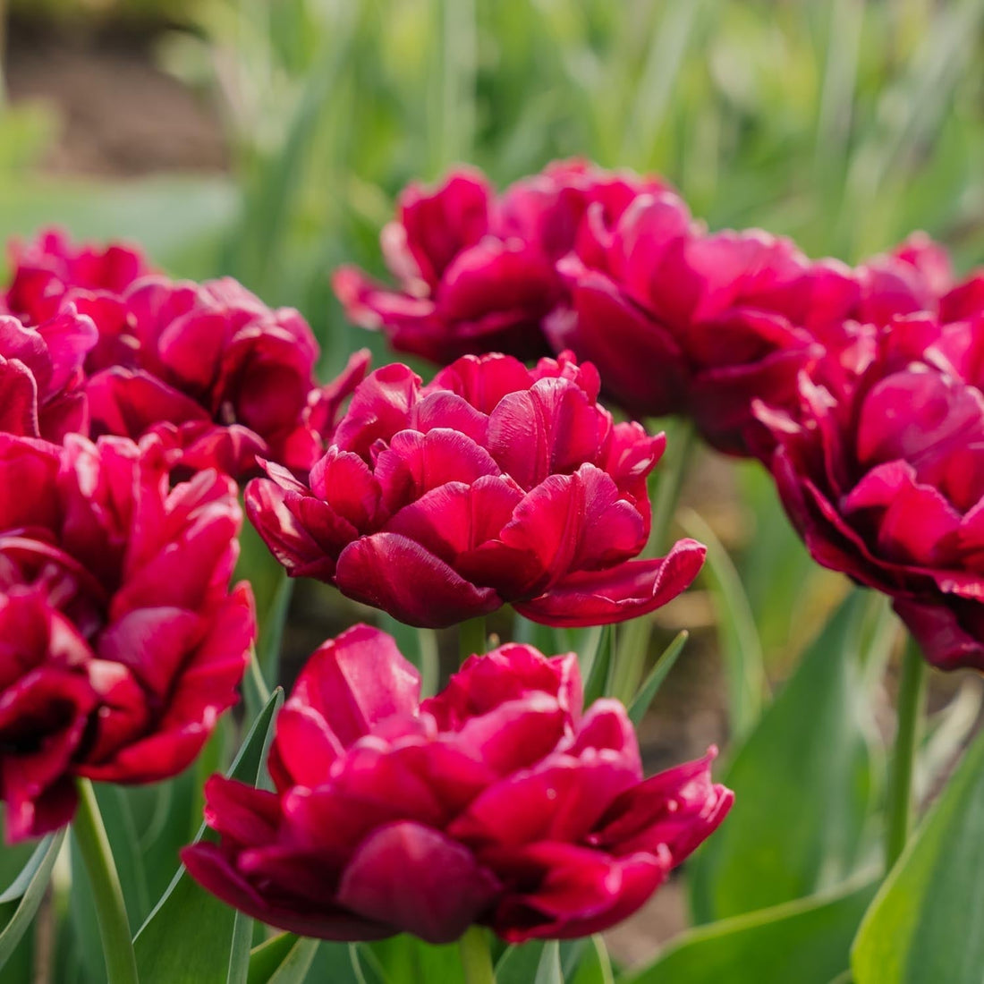 Tulp 'Alison Bradley'