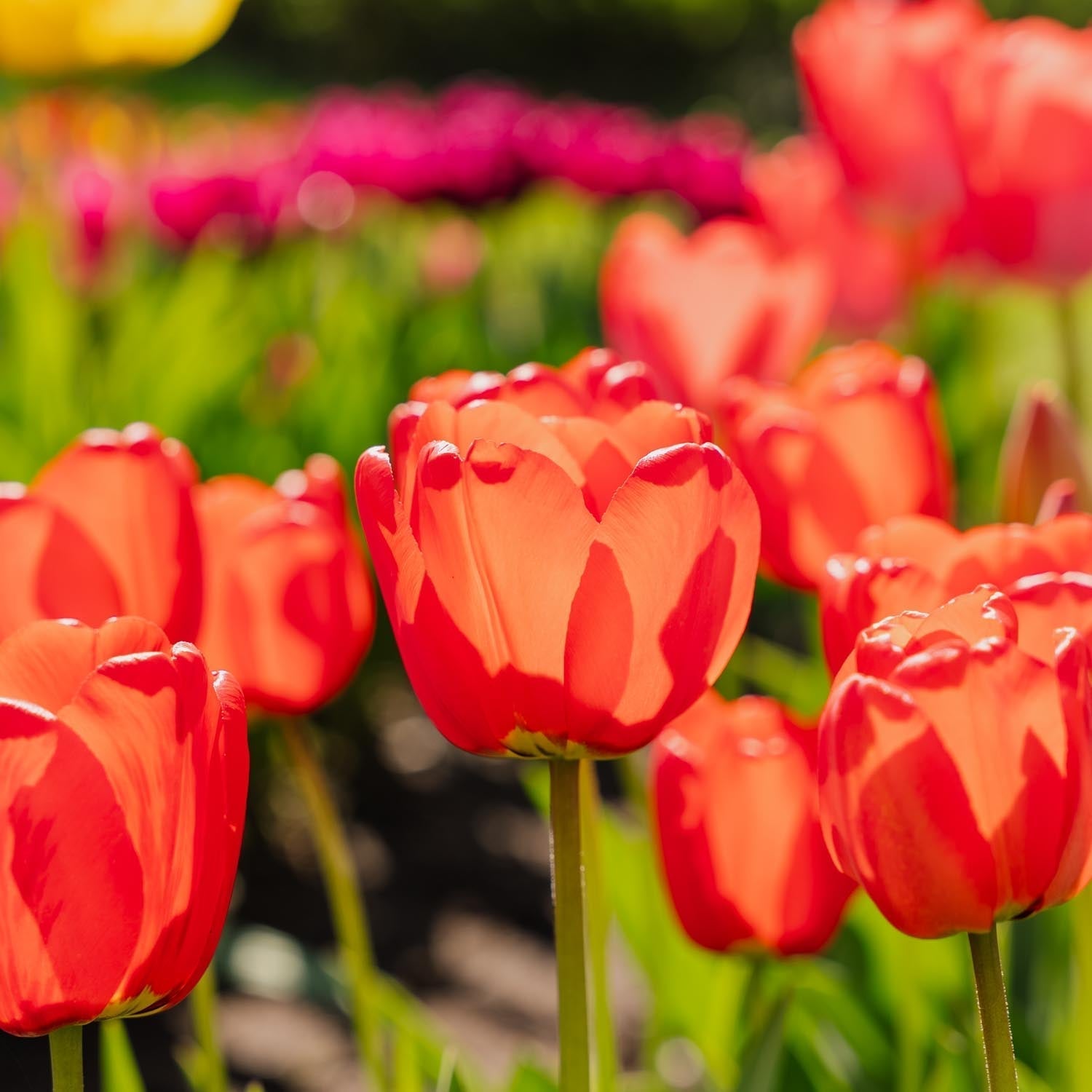 Tulp 'Apeldoorn'