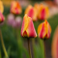 Tulp 'Apeldoorn's Elite'