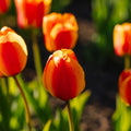 Tulp 'Apeldoorn's Elite'