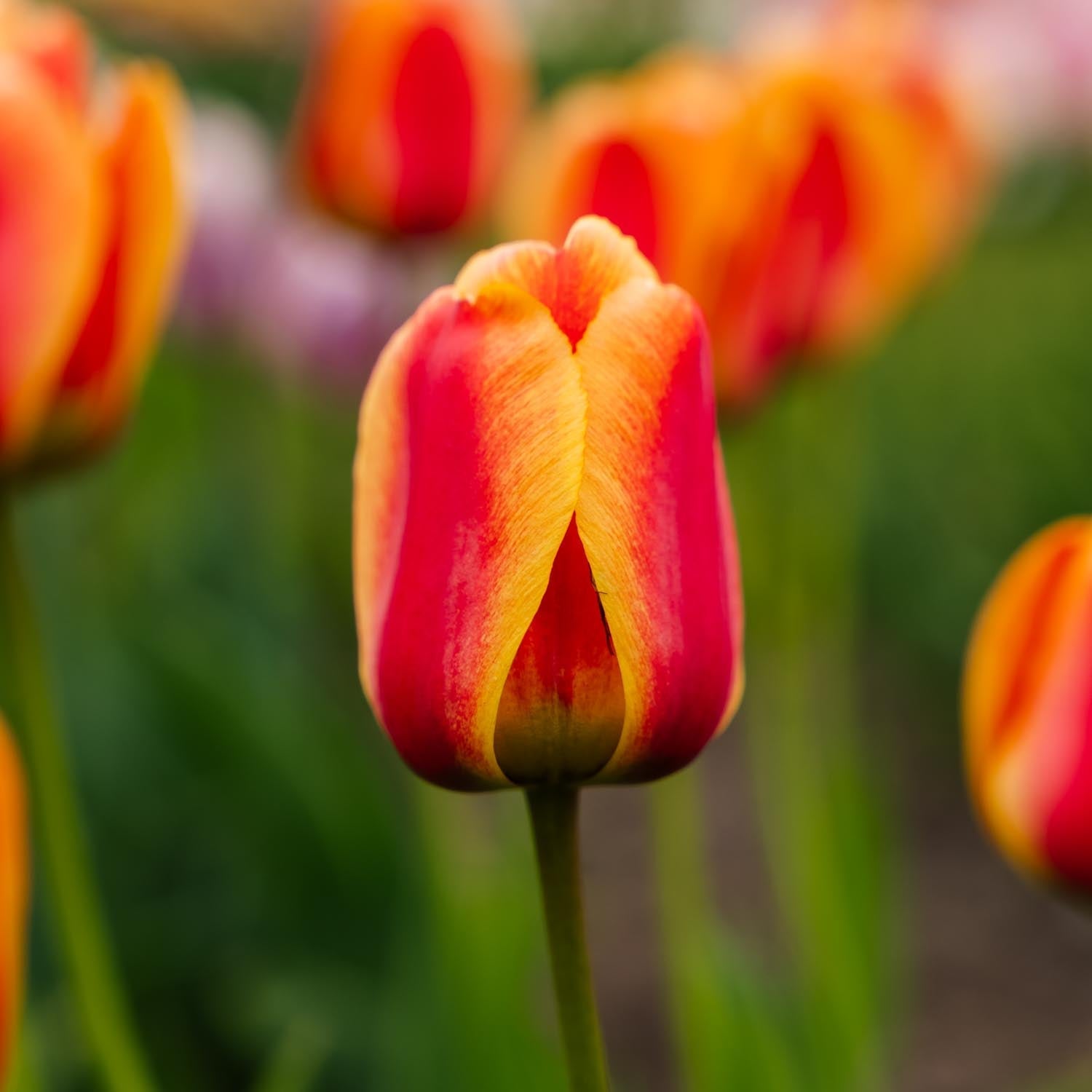 Tulp 'Apeldoorn's Elite'