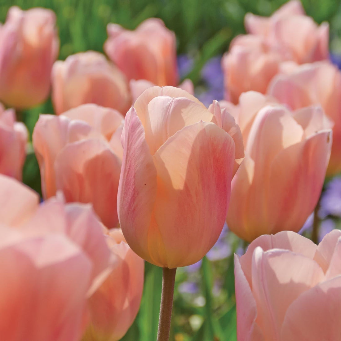 Tulp 'Apricot Beauty'