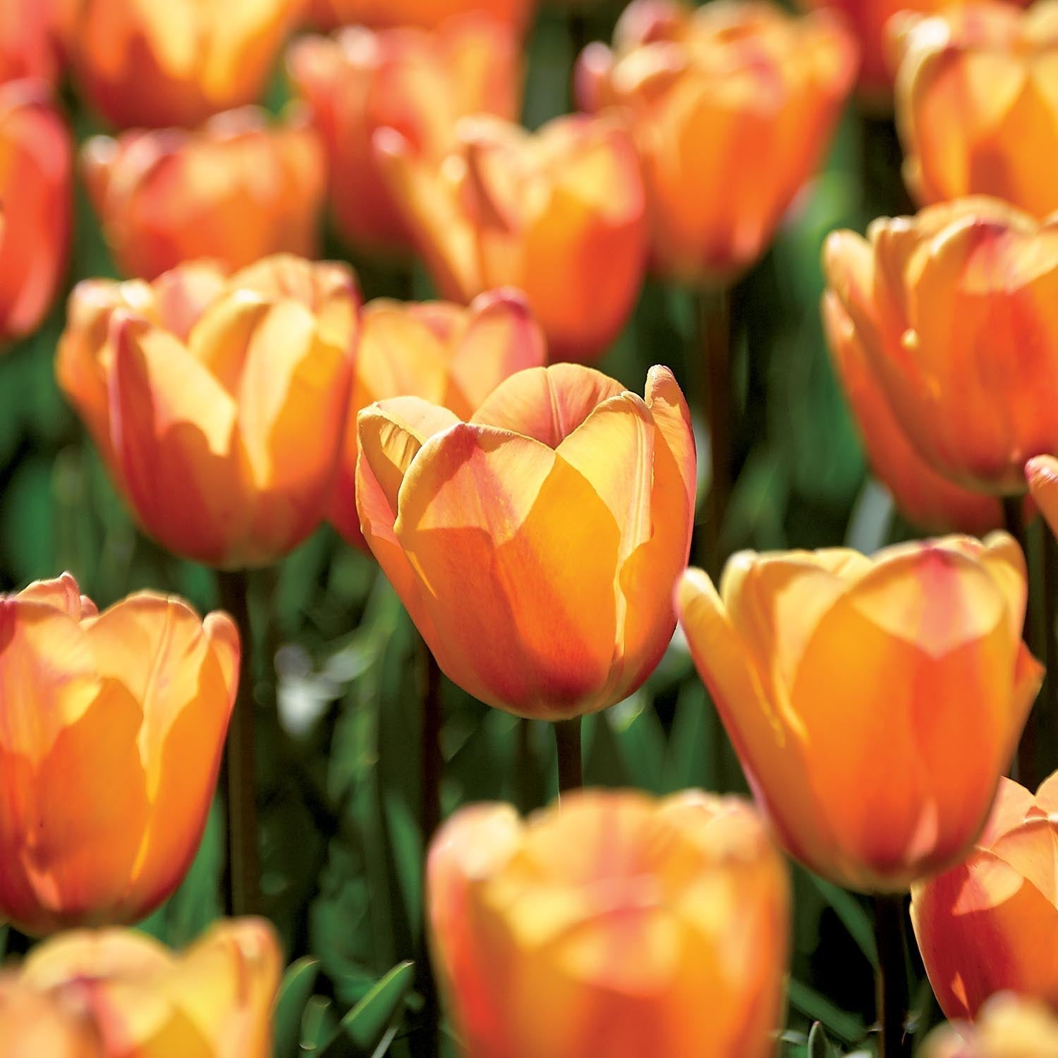 Tulp 'Apricot Fox'