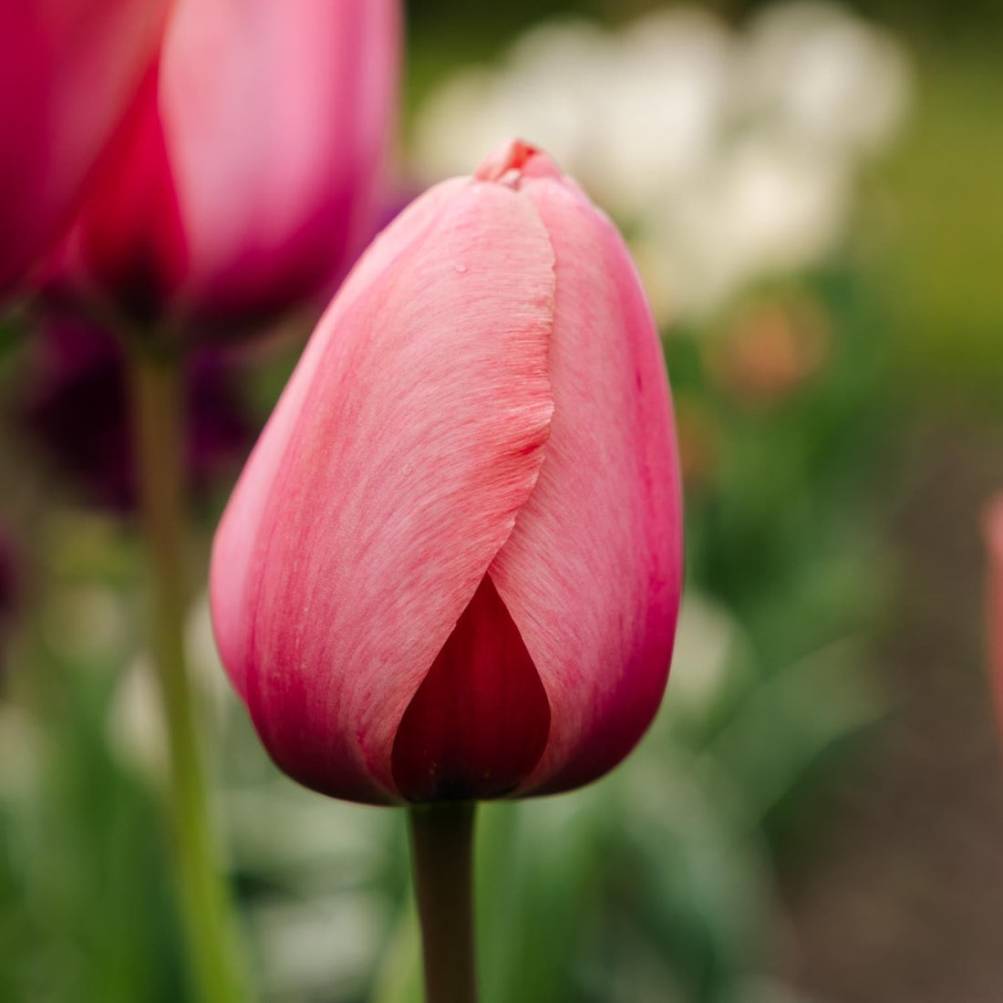 Tulp 'Apricot Impression'