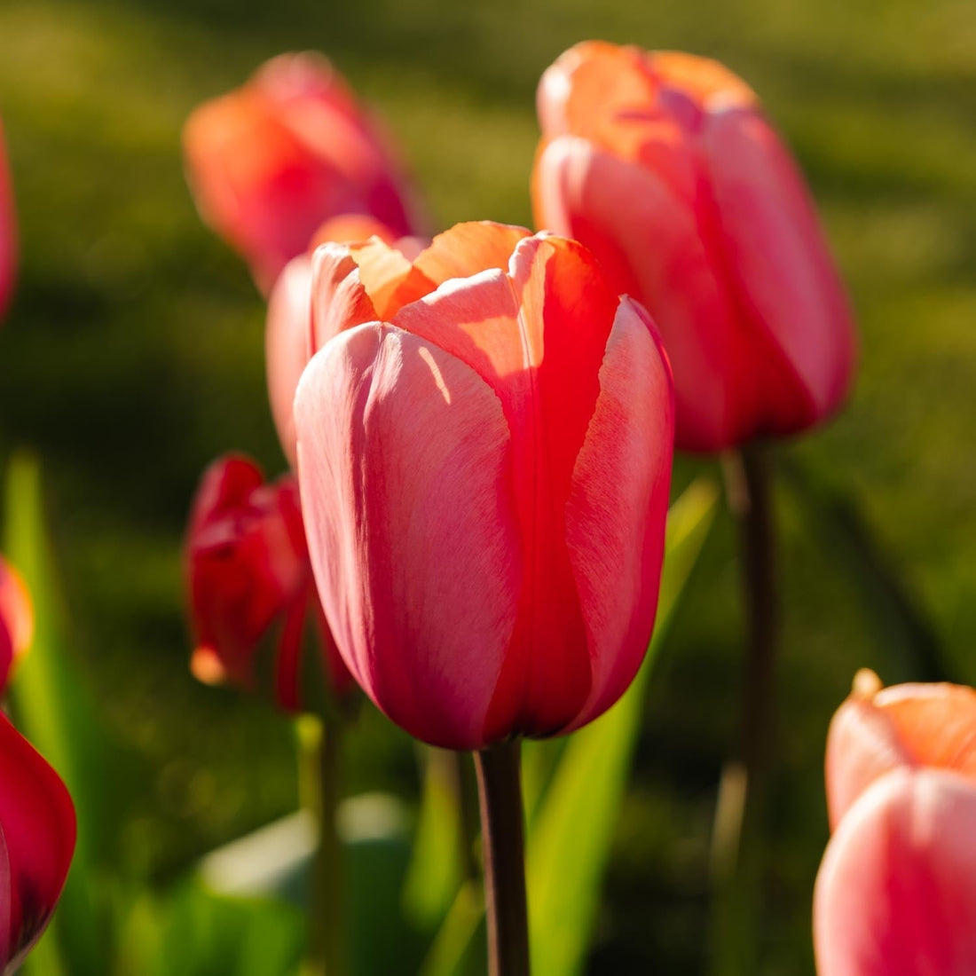 Tulp 'Apricot Impression'