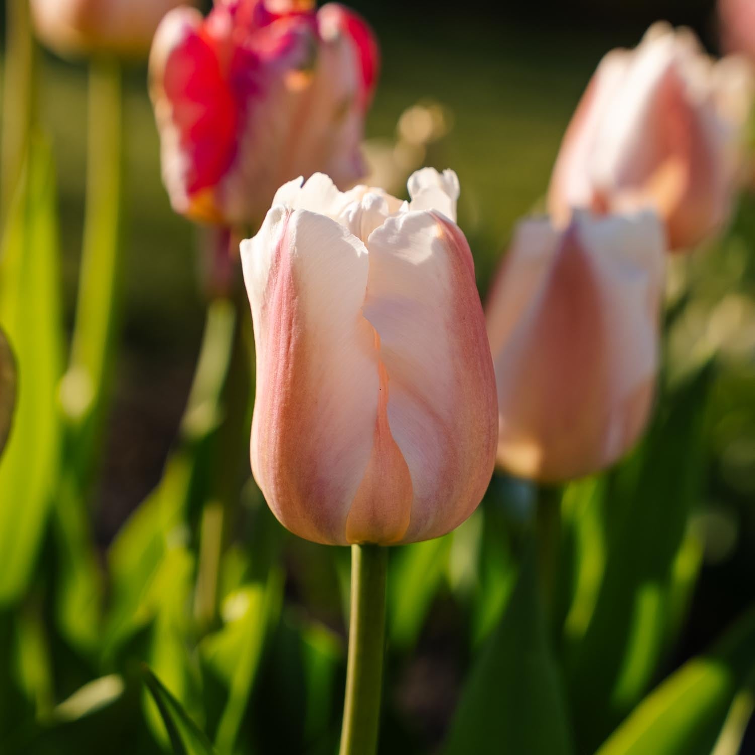 Tulp 'Apricot Pride'