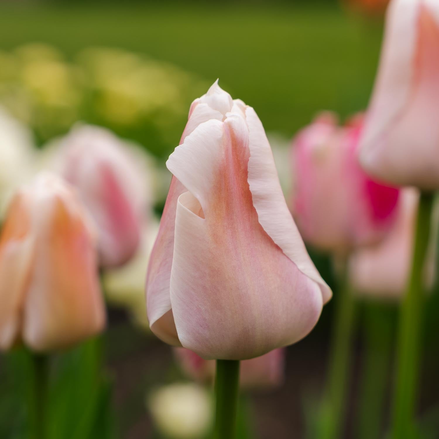 Tulp 'Apricot Pride'