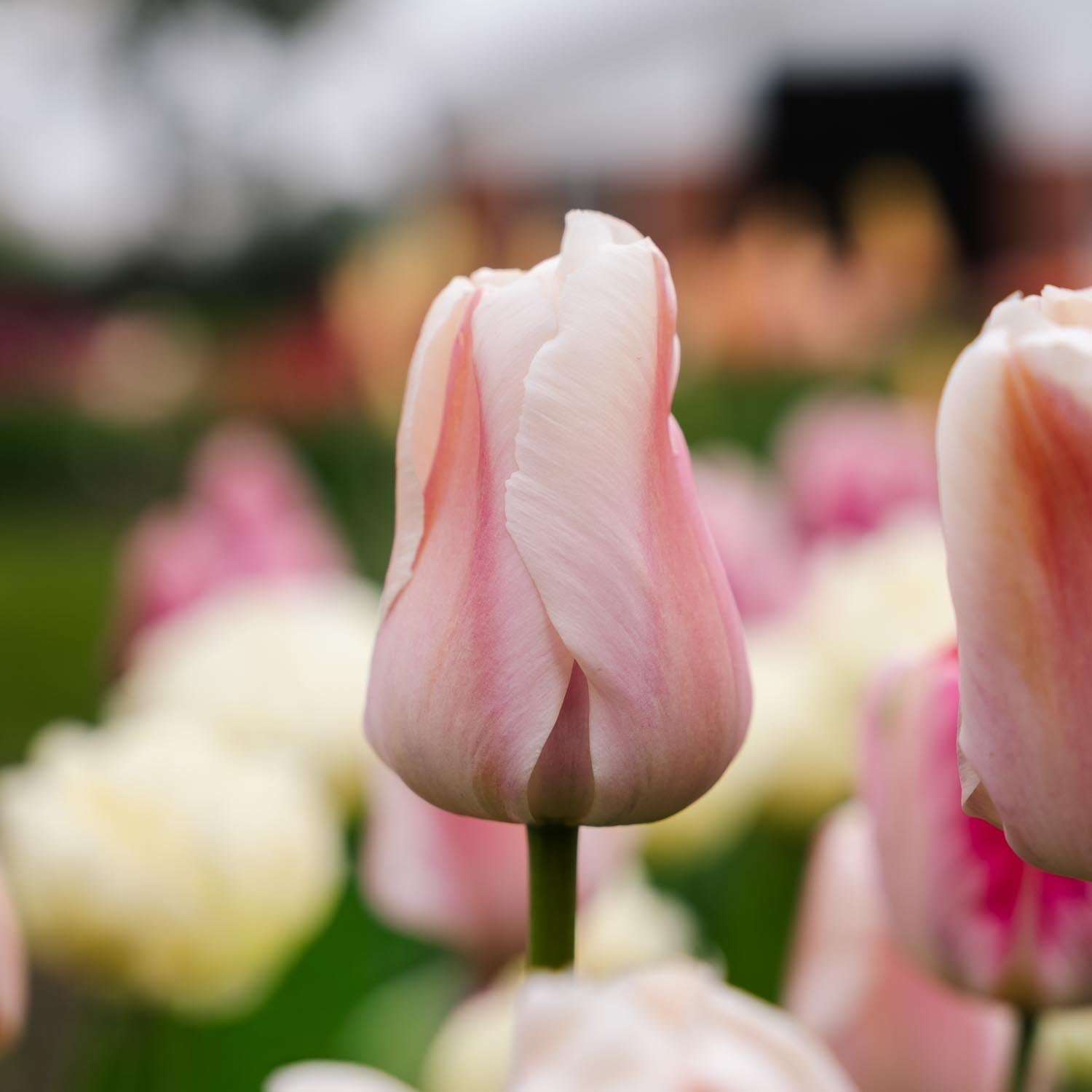 Tulp 'Apricot Pride'